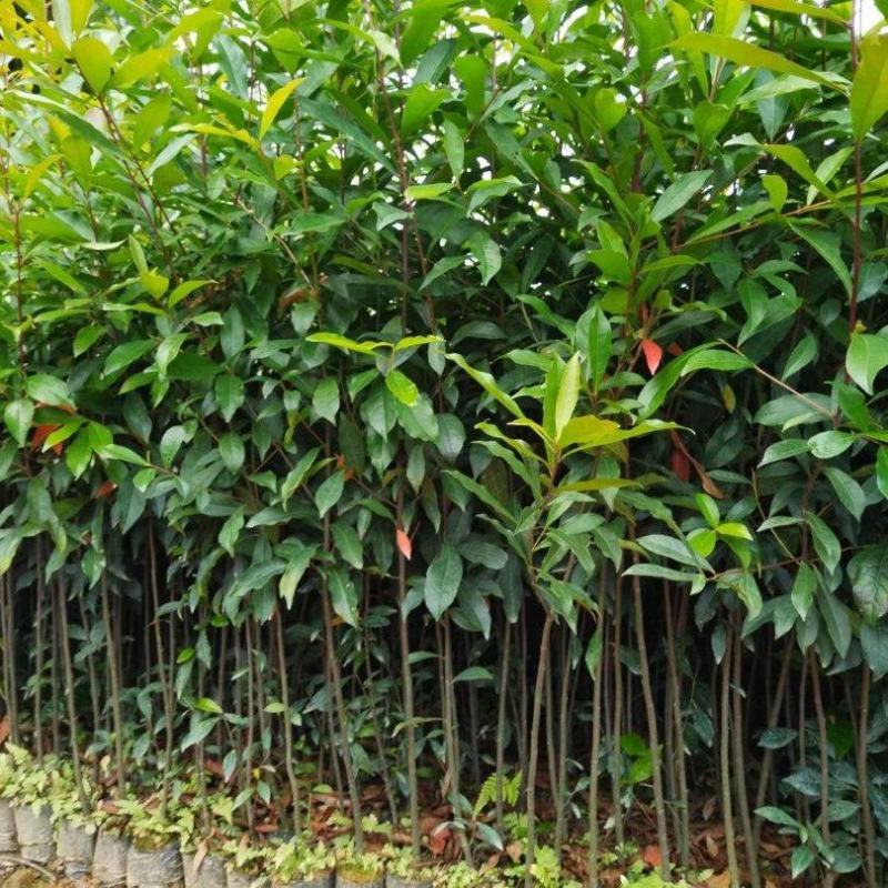 山杜英50～80高杯苗大量供应保质保量对接全国客商欢迎咨