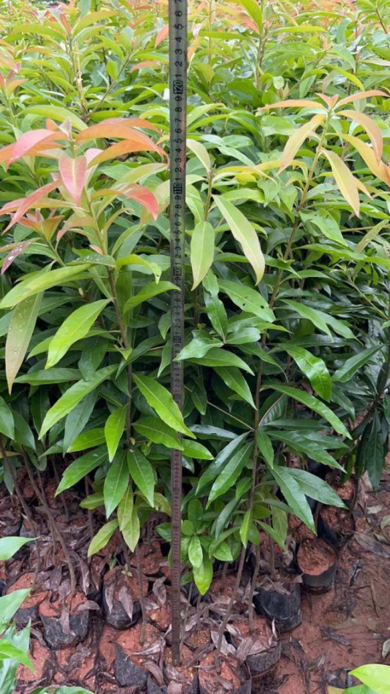 山杜英50～80高杯苗大量供应保质保量对接全国客商欢迎咨