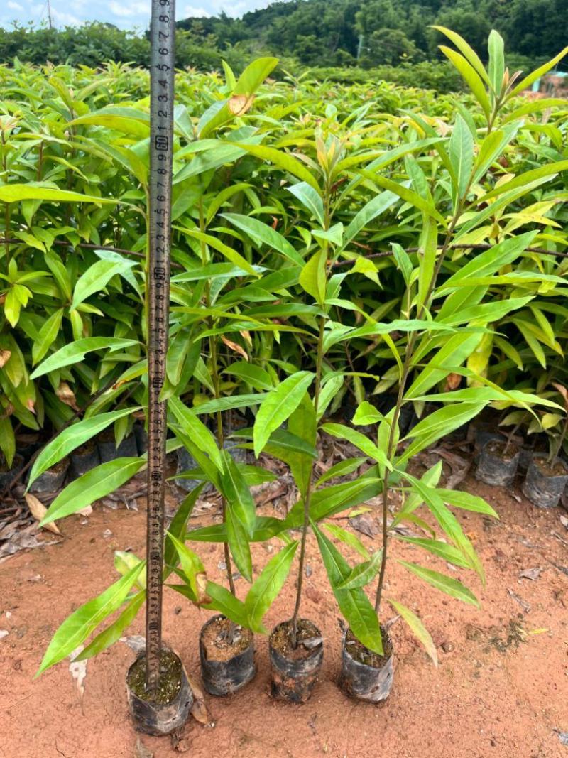 山杜英50～80高杯苗大量供应保质保量对接全国客商欢迎咨