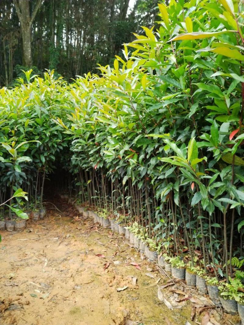 山杜英50～80高杯苗大量供应保质保量对接全国客商欢迎咨