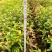 山杜英50～80高杯苗大量供应保质保量对接全国客商欢迎咨