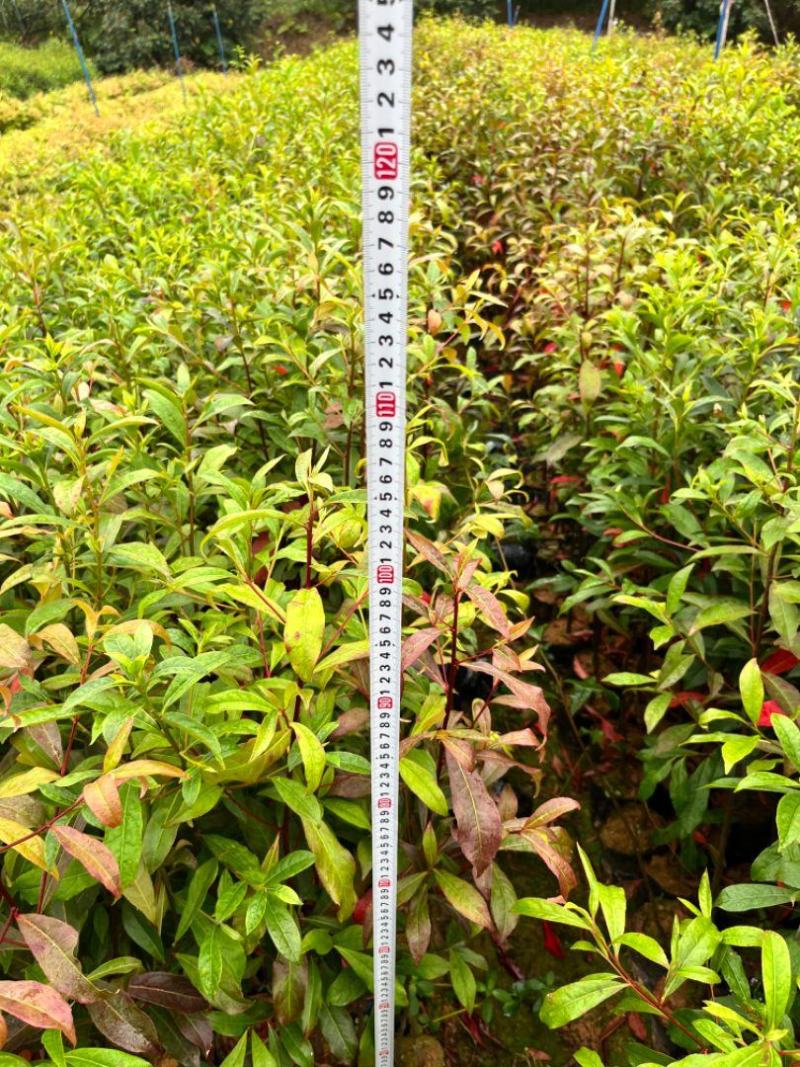 山杜英50～80高杯苗大量供应保质保量对接全国客商欢迎咨