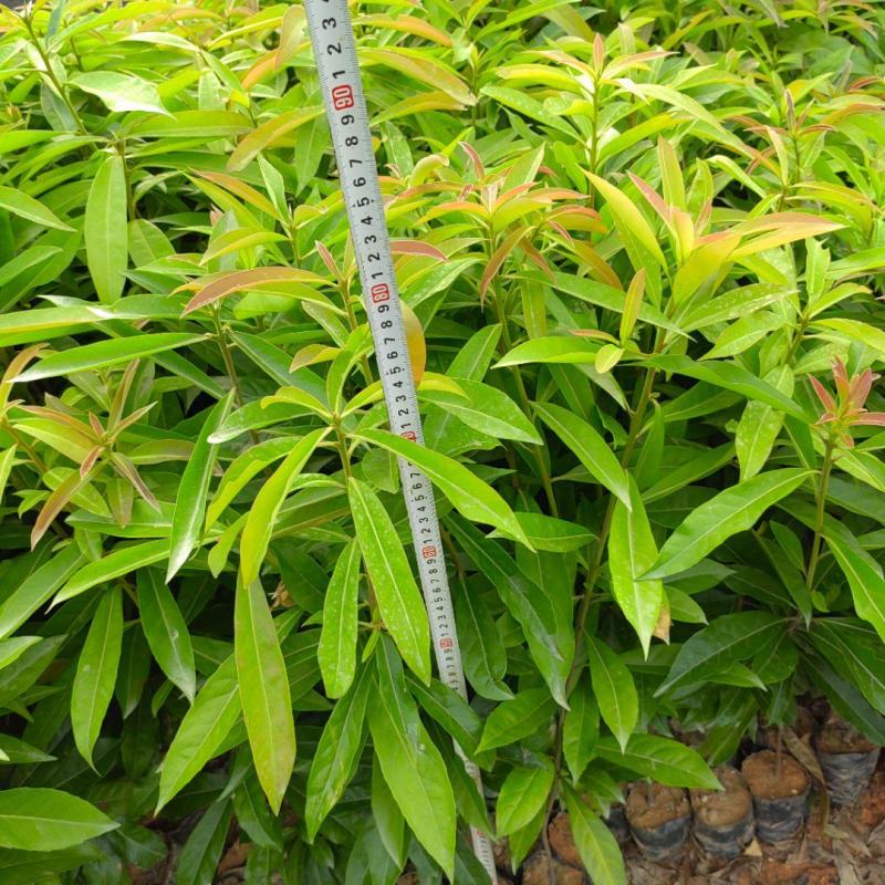 山杜英50～80高杯苗大量供应保质保量对接全国客商欢迎咨