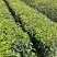 山杜英50～80高杯苗大量供应保质保量对接全国客商欢迎咨