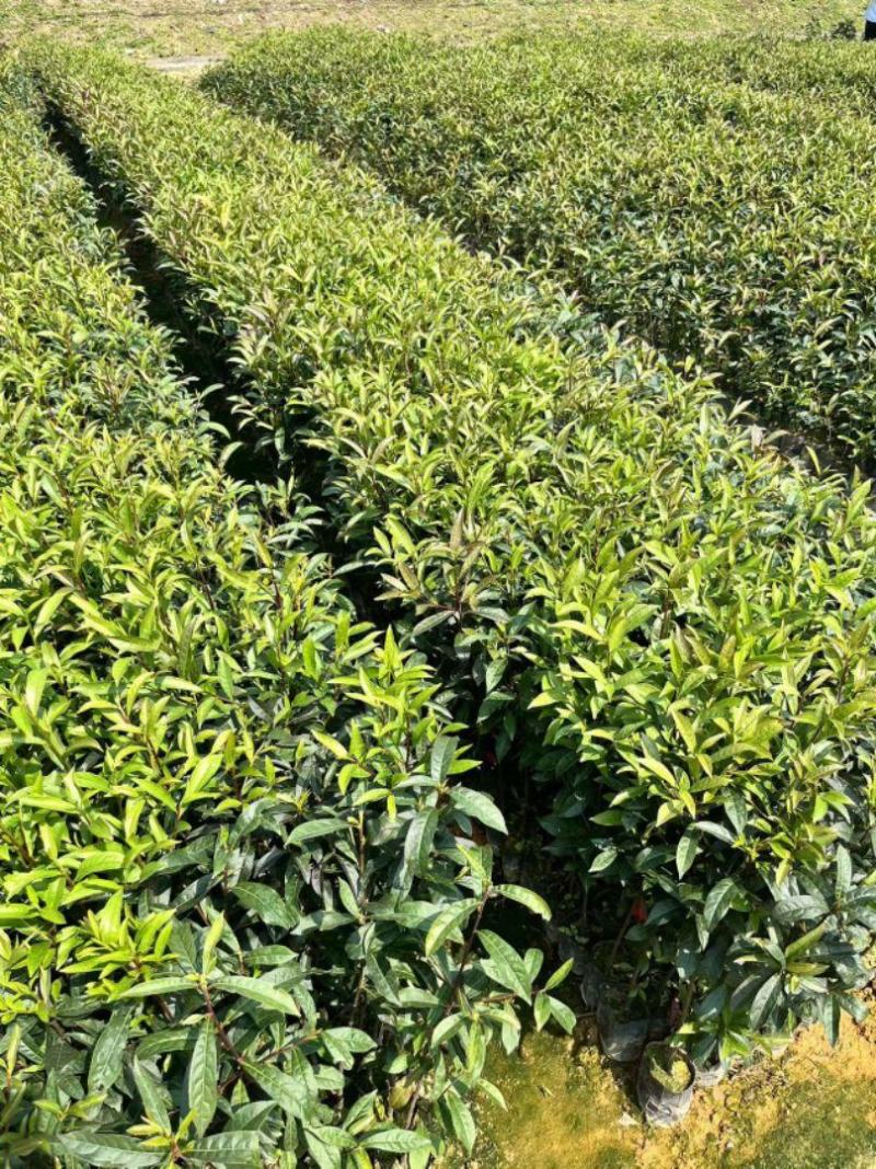 山杜英50～80高杯苗大量供应保质保量对接全国客商欢迎咨