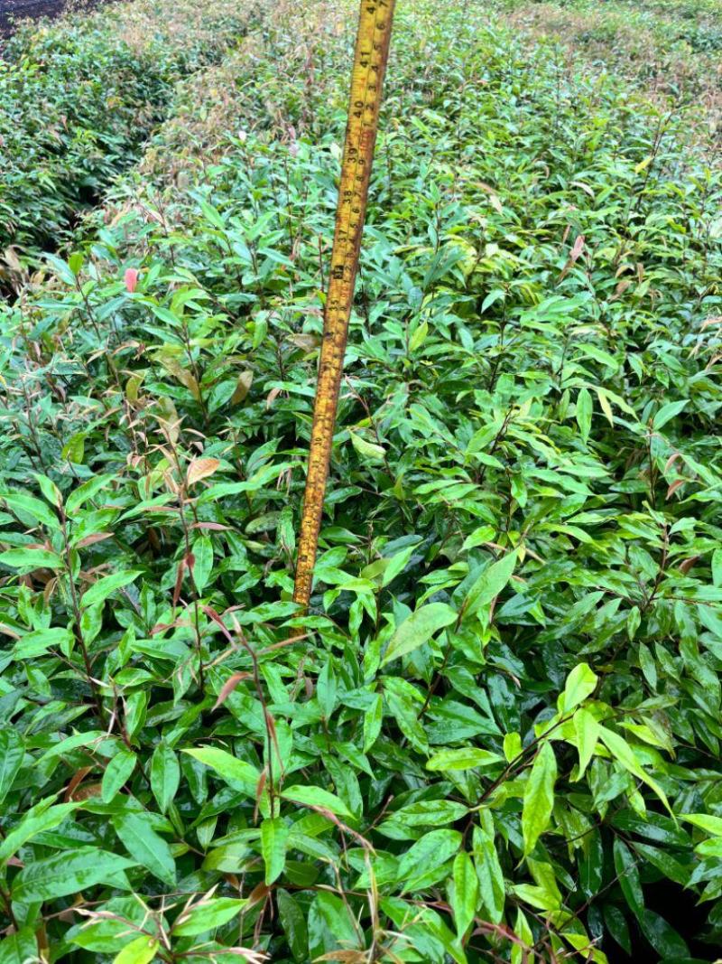 红椎造林苗木广东增城苗圃直接供应量大从优可视频产地看货