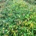 红椎造林苗木广东增城苗圃直接供应量大从优可视频产地看货
