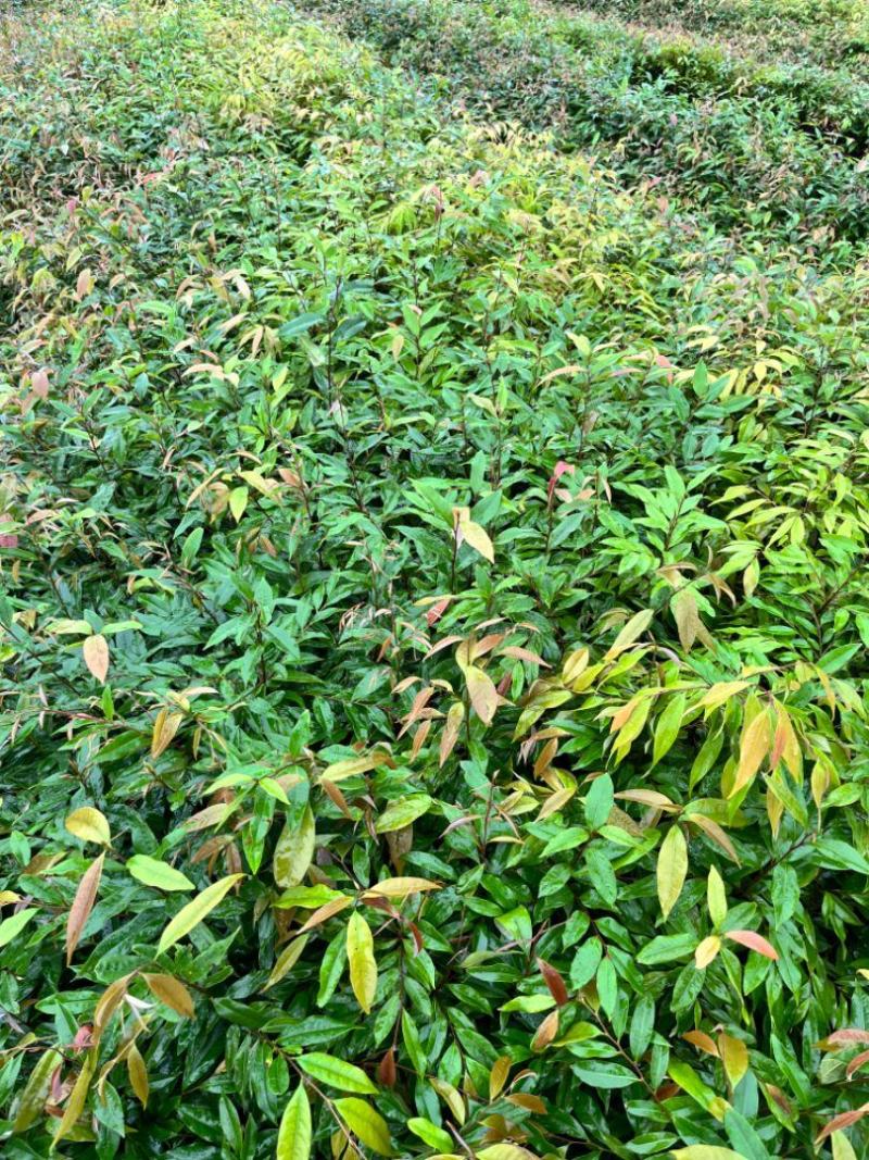 红椎造林苗木广东增城苗圃直接供应量大从优可视频产地看货