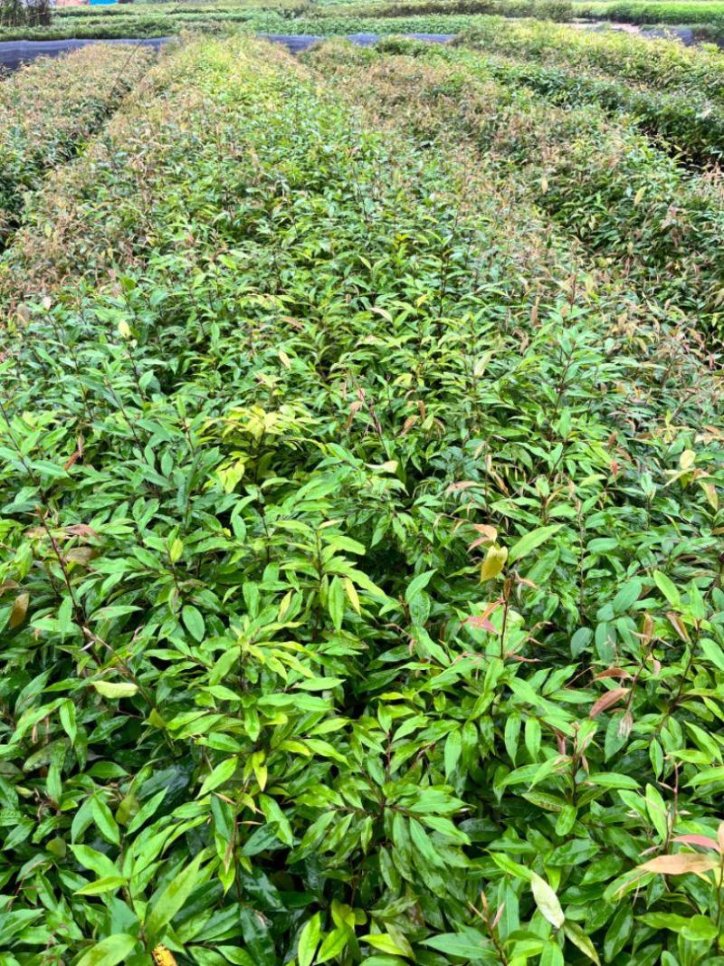红椎造林苗木广东增城苗圃直接供应量大从优可视频产地看货