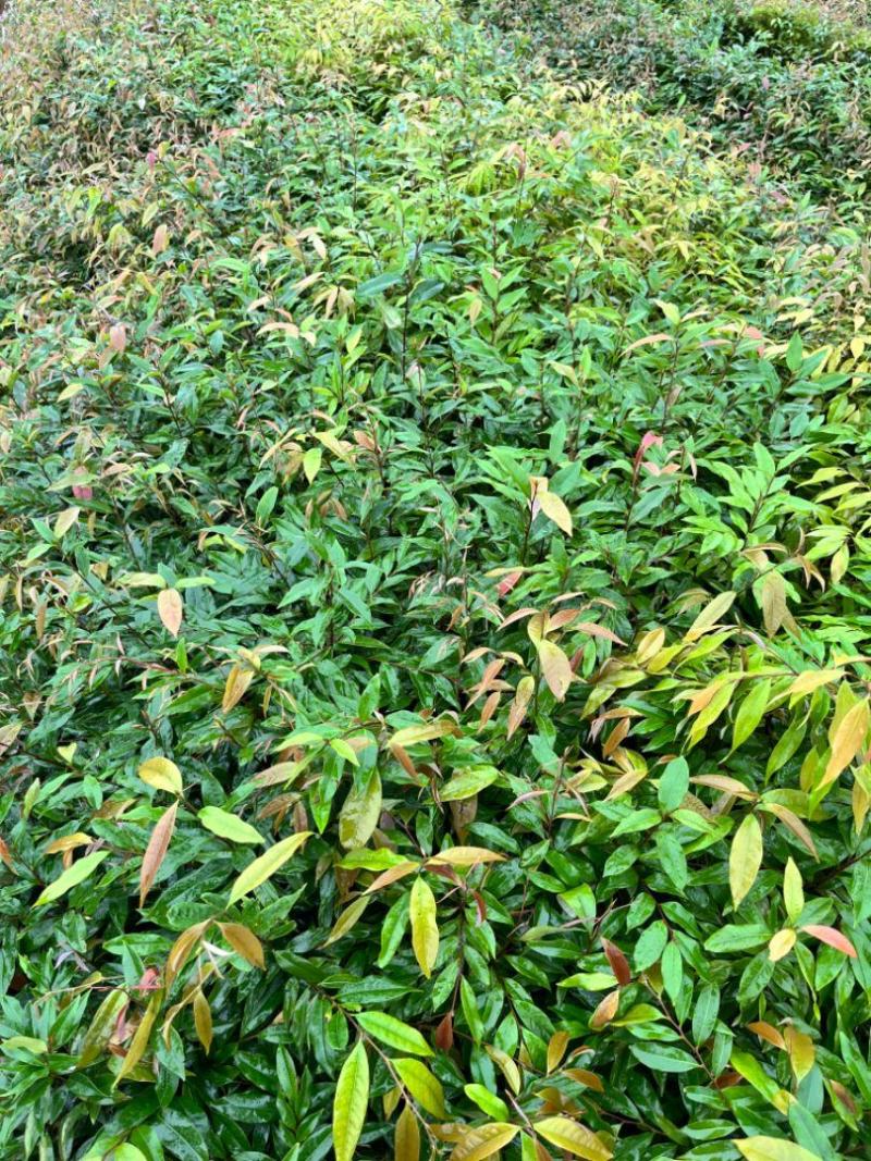 红椎造林苗木广东增城苗圃直接供应量大从优可视频产地看货