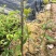 红椎造林苗木广东增城苗圃直接供应量大从优可视频产地看货