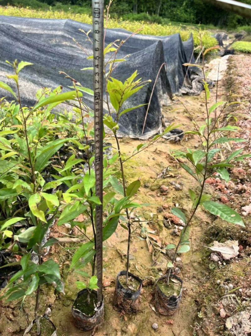 红椎造林苗木广东增城苗圃直接供应量大从优可视频产地看货