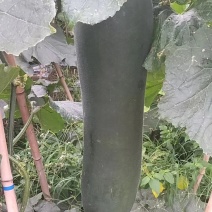 贵州高山黑皮冬瓜