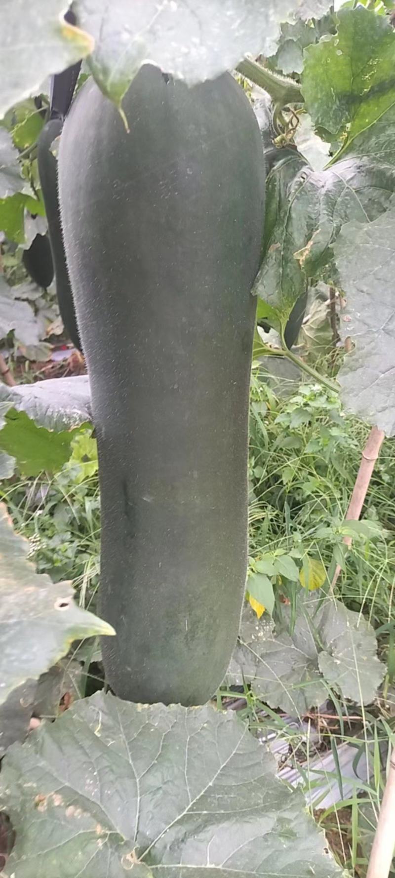 贵州高山黑皮冬瓜