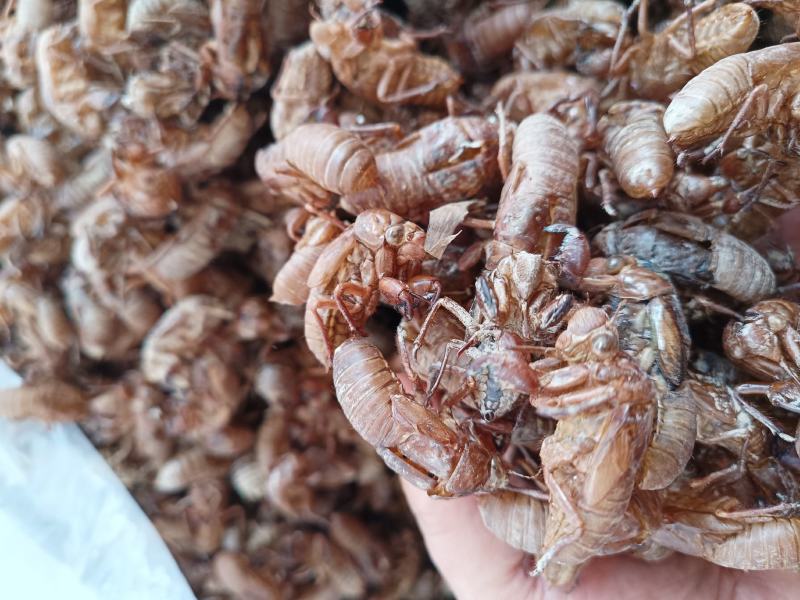 竹蝉壳