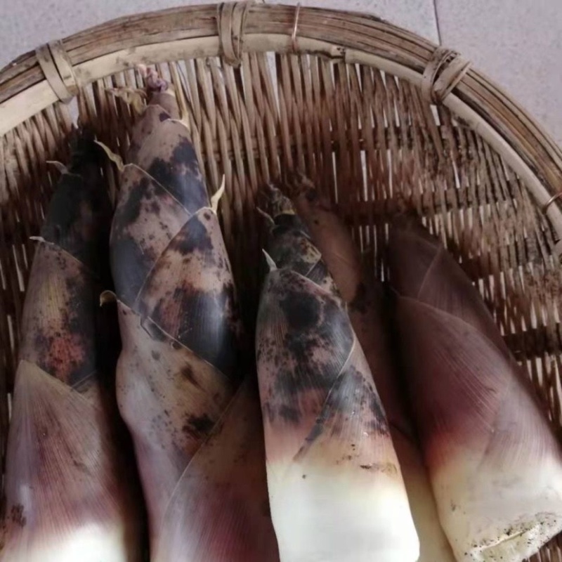 江西雷竹笋～壳薄肉肥，脆甜可口产地一手货源欢迎来电