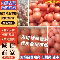 西红柿，硬粉西红柿，产地发货，质量保证货源稳定