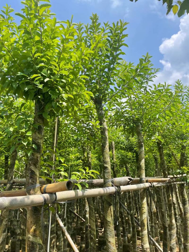 铁东青