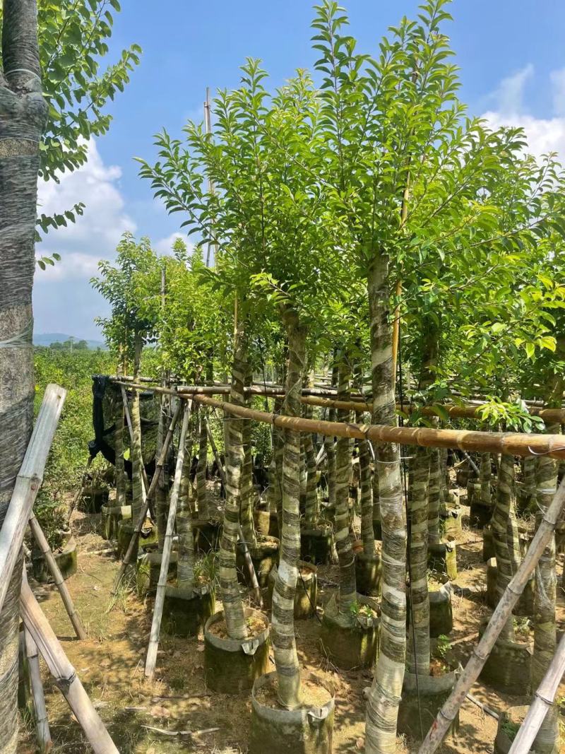 铁东青