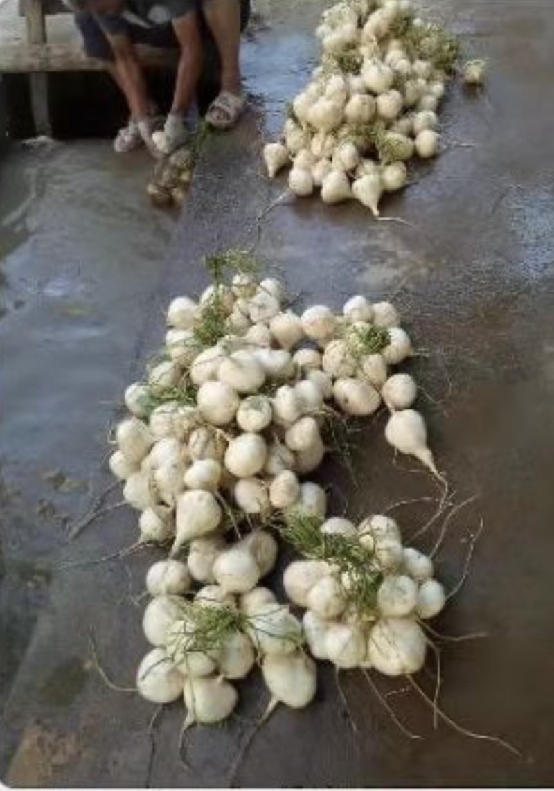本地黑土地种植水果凉薯
