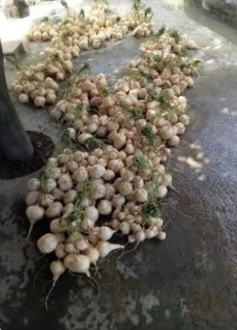 本地黑土地种植水果凉薯