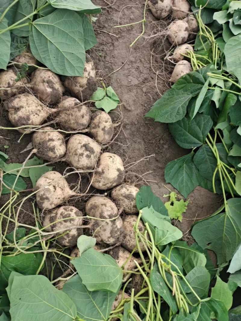 本地黑土地种植水果凉薯