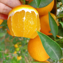 爱媛果冻橙28号品质好大量供应市场社区团购电商平台