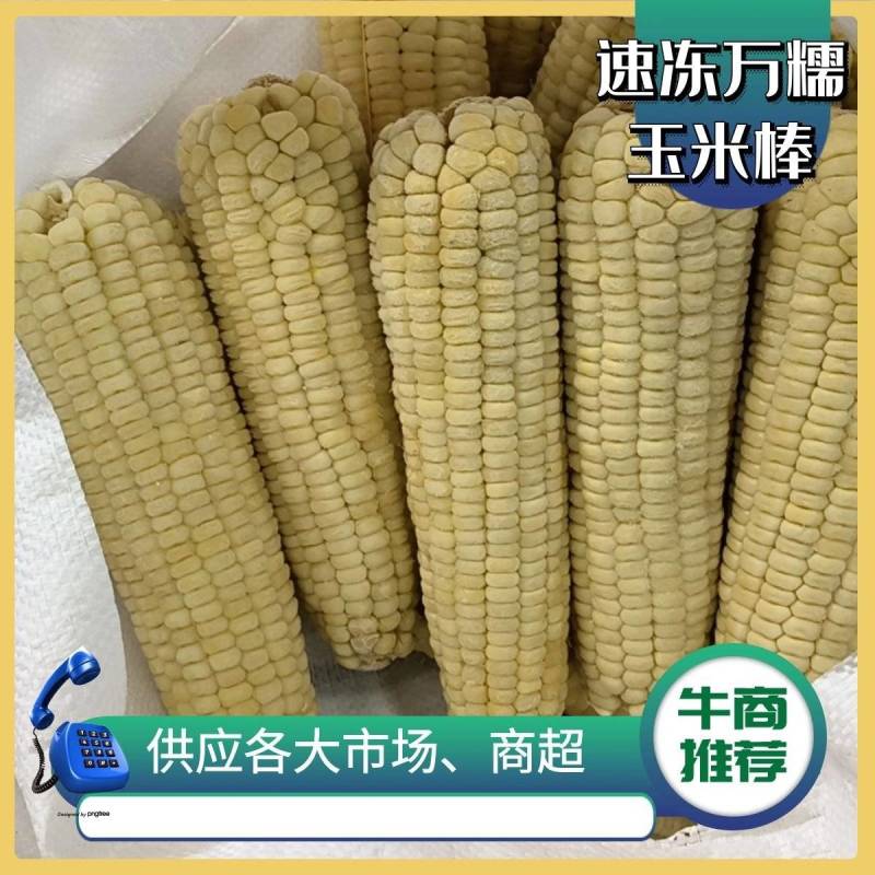 【电话议价】河南玉米速冻万糯玉米棒品质保证量大从优欢迎来电