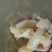 【牛杂】火锅食材批发牛蹄筋主筋水发蹄筋商用餐饮供应链食材
