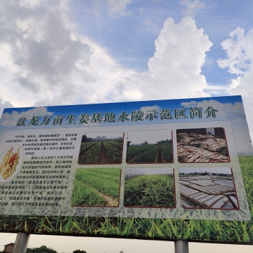 冬吃萝卜夏吃姜，正是吃姜季节