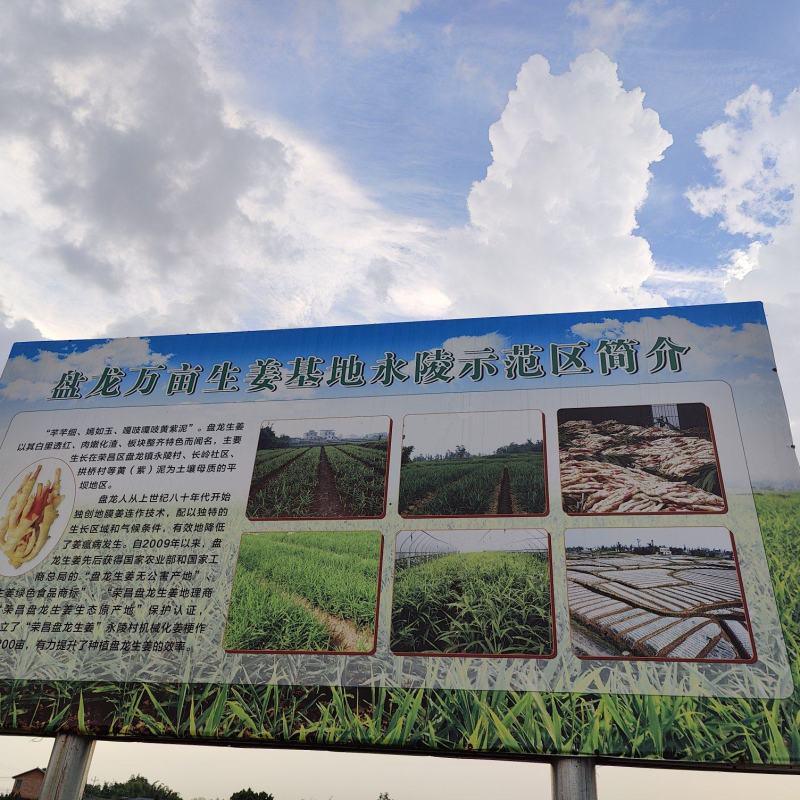 冬吃萝卜夏吃姜，正是吃姜季节
