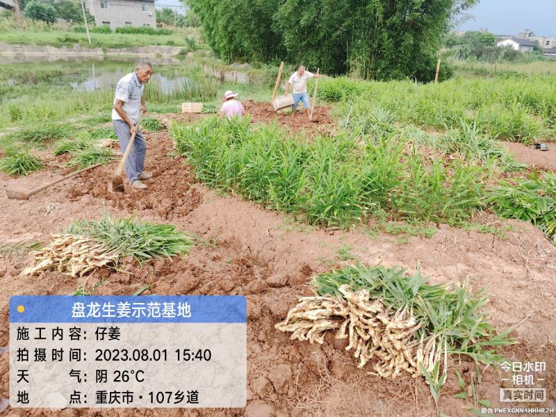 冬吃萝卜夏吃姜，正是吃姜季节