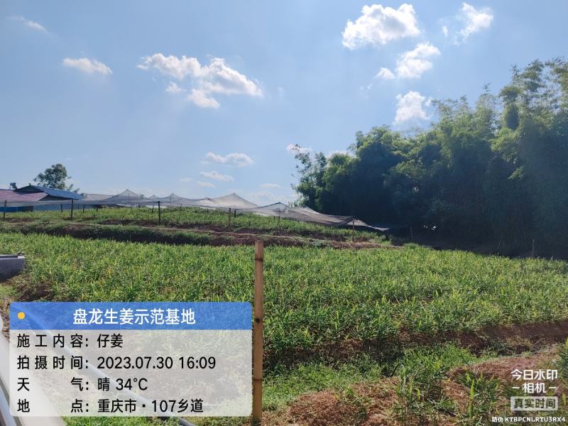 冬吃萝卜夏吃姜，正是吃姜季节