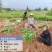 冬吃萝卜夏吃姜，正是吃姜季节