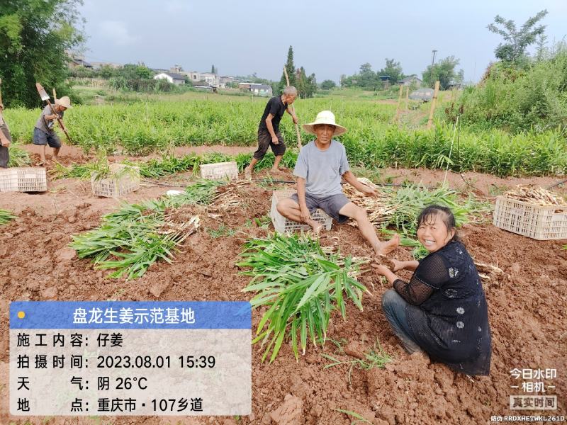冬吃萝卜夏吃姜，正是吃姜季节