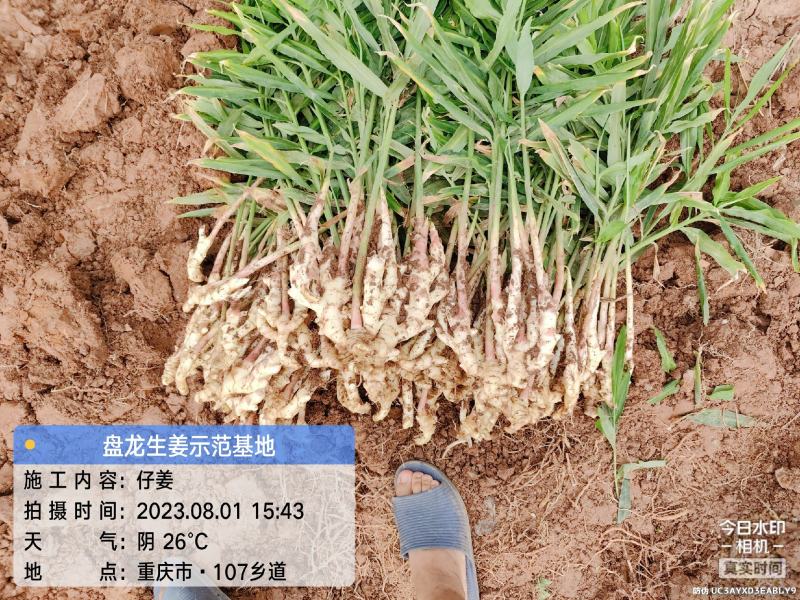 冬吃萝卜夏吃姜，正是吃姜季节