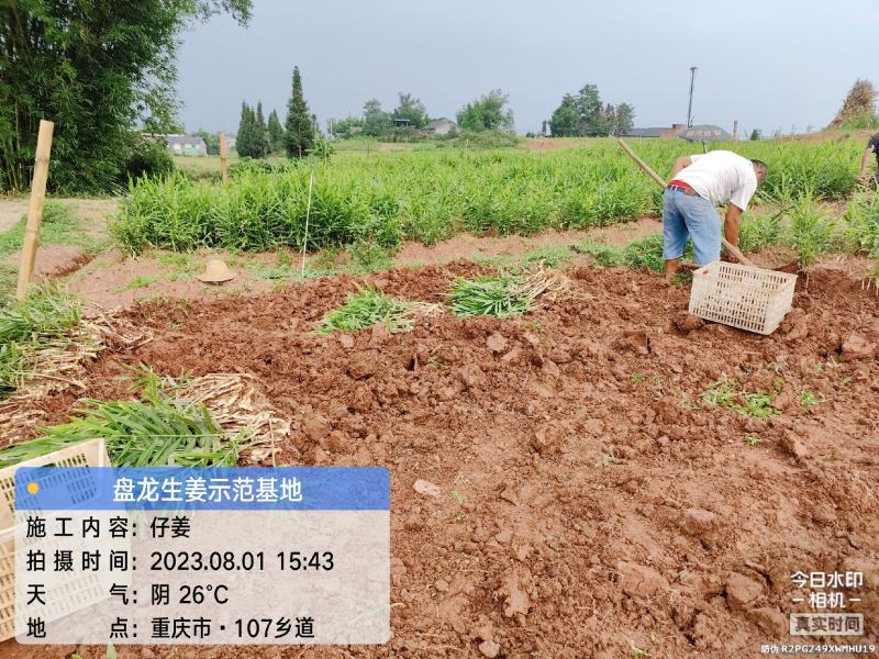 冬吃萝卜夏吃姜，正是吃姜季节