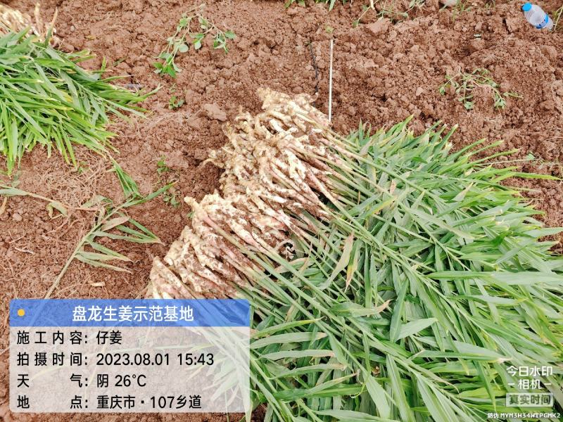 冬吃萝卜夏吃姜，正是吃姜季节
