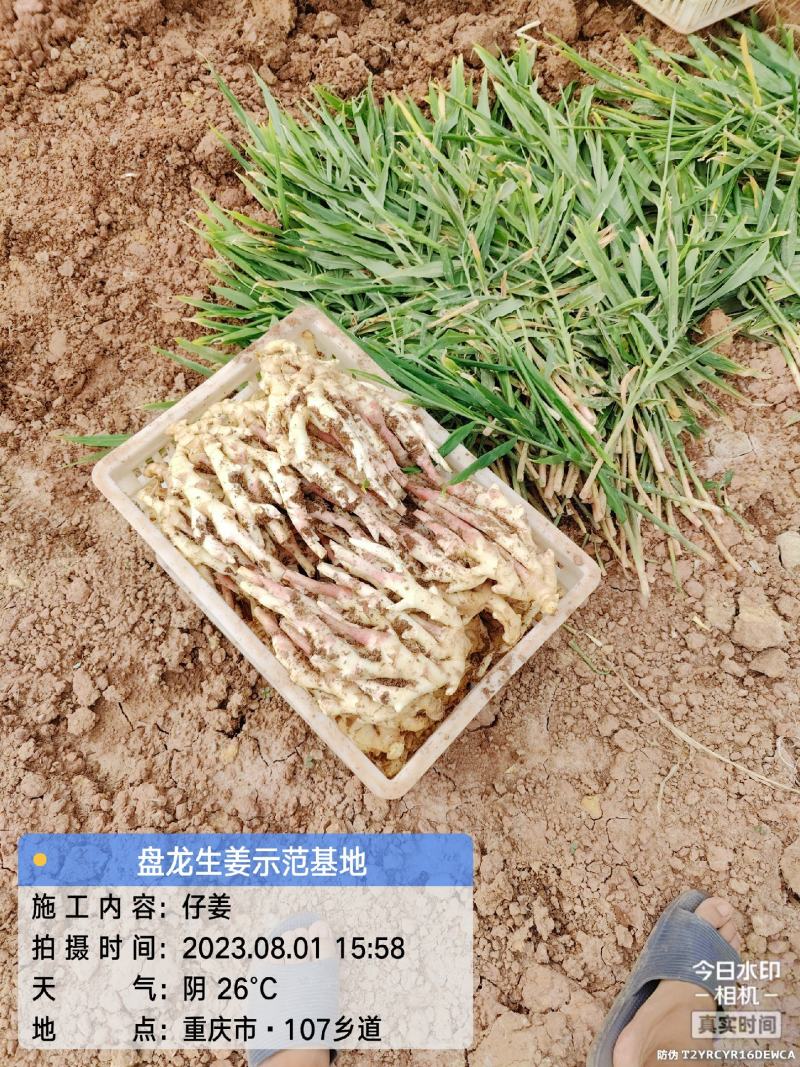 冬吃萝卜夏吃姜，正是吃姜季节