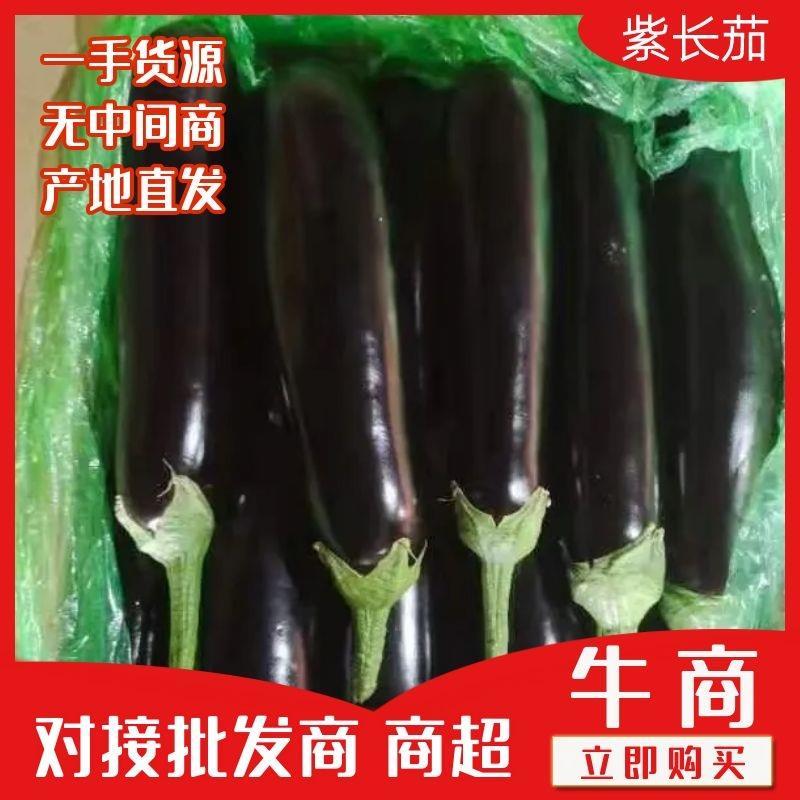 山东菏泽供应绿把长茄，烧烤专用，布莱迪长茄电商超市专用