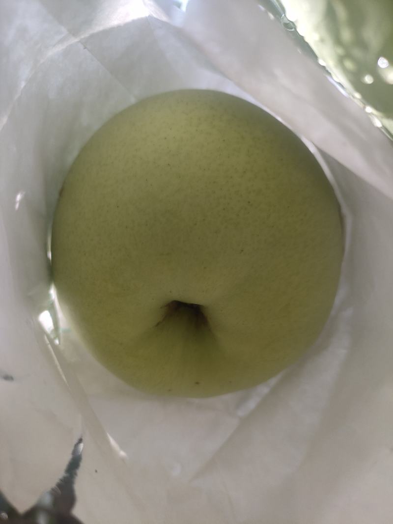 汉源金花梨大大量上市，欢迎各位老板前来采购！