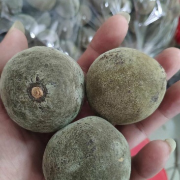 精选化橘红正毛圆果