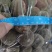 精选化橘红正毛圆果