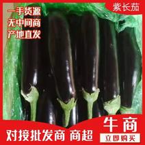 山东菏泽布莱迪绿把长茄烧烤茄，超市电商专用大量供应
