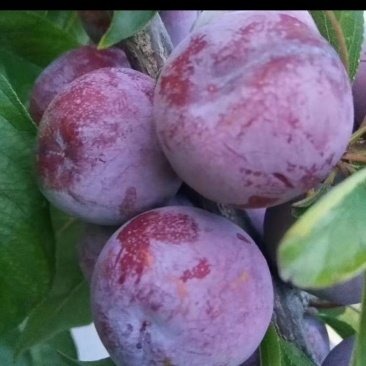 汉源脆红李大量上市口感脆甜,多汁肉满专业代办