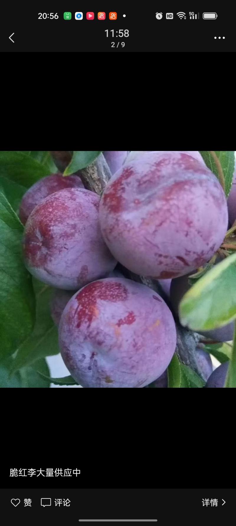 汉源脆红李大量上市口感脆甜，多汁肉满专业代办