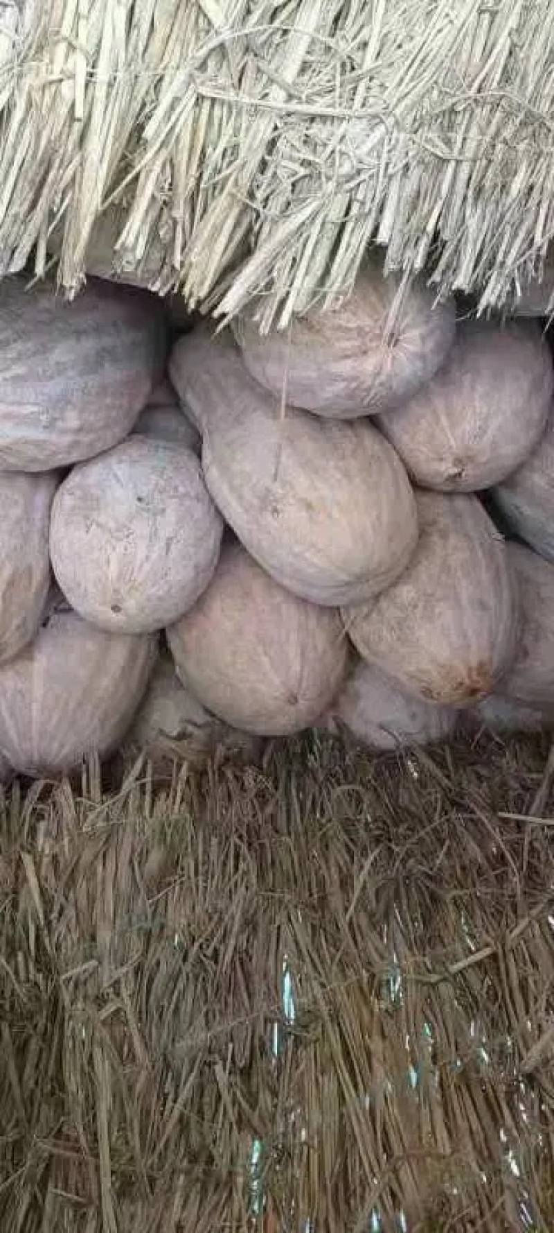 精品蜜本南瓜，大量上市，质量包您满意，欢迎老板前来咨询