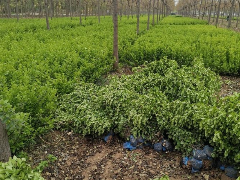 卫予绿化苗木一手货源基地现挖现发品质规格齐全