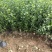 卫予绿化苗木一手货源基地现挖现发品质规格齐全