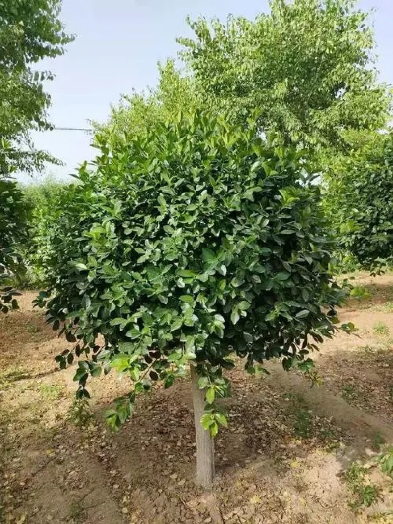 卫予绿化苗木一手货源基地现挖现发品质规格齐全